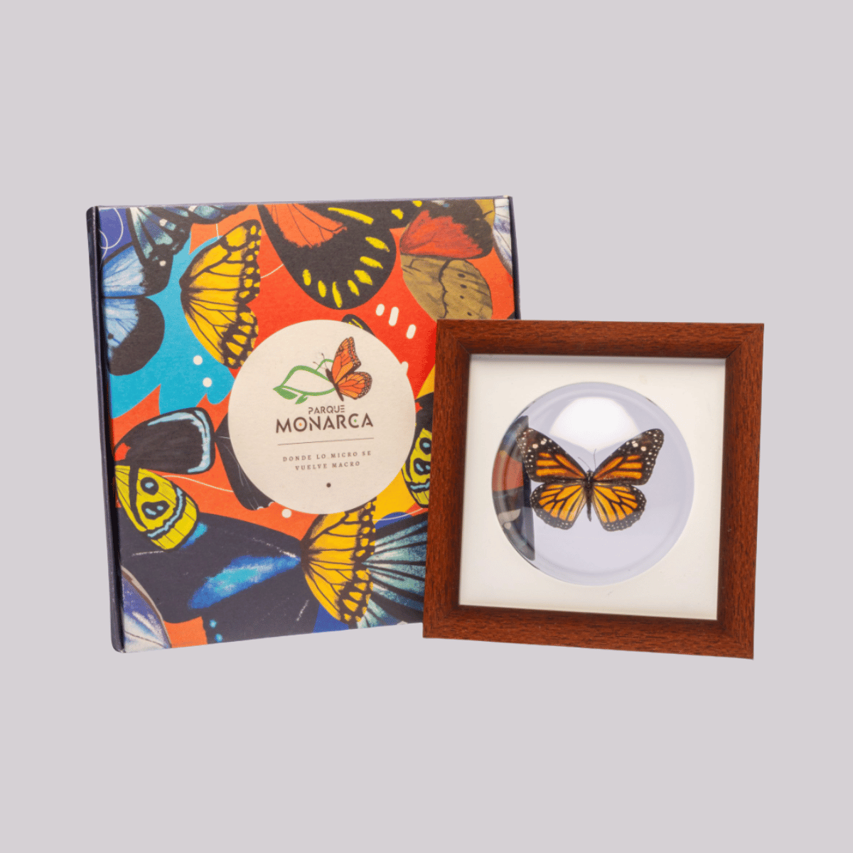 18 Mariposa Naranja - Imagen 1