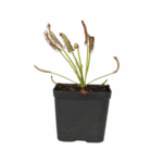 Planta carnivora 2 - Imagen 2