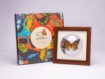 Cuadro de Mariposa Monarca (Danaus Plexippus) - Imagen 4