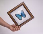 Cuadro de Mariposa Morpho Azul (Morpho Peleides )