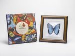 Cuadro de Mariposa Morpho Azul (Morpho Peleides ) - Imagen 3